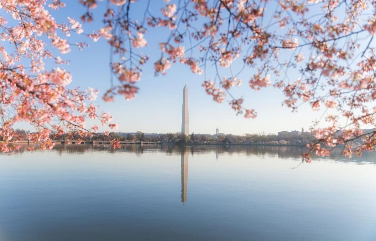Cherry Blossom Blooms at the National Mall, D.C.