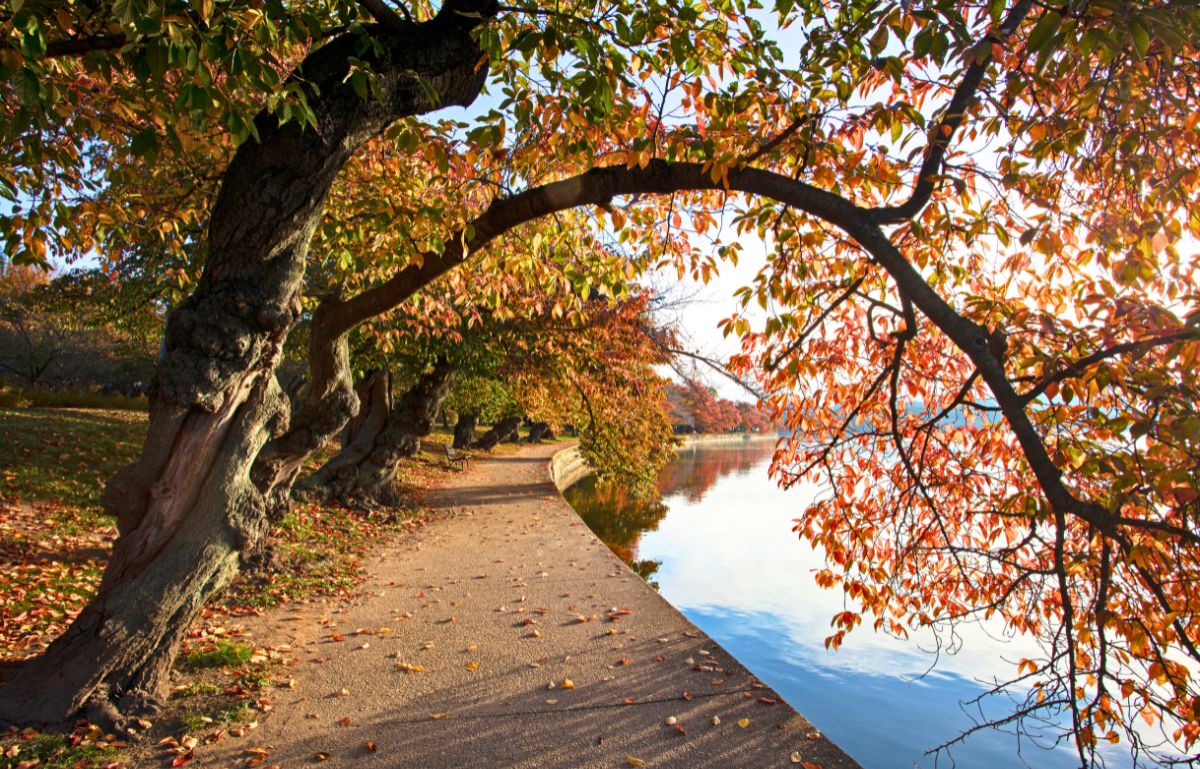 DC in the Fall